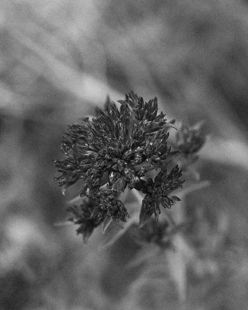 LIFE ET MUERTE. Oda al Príncipe de las Flores