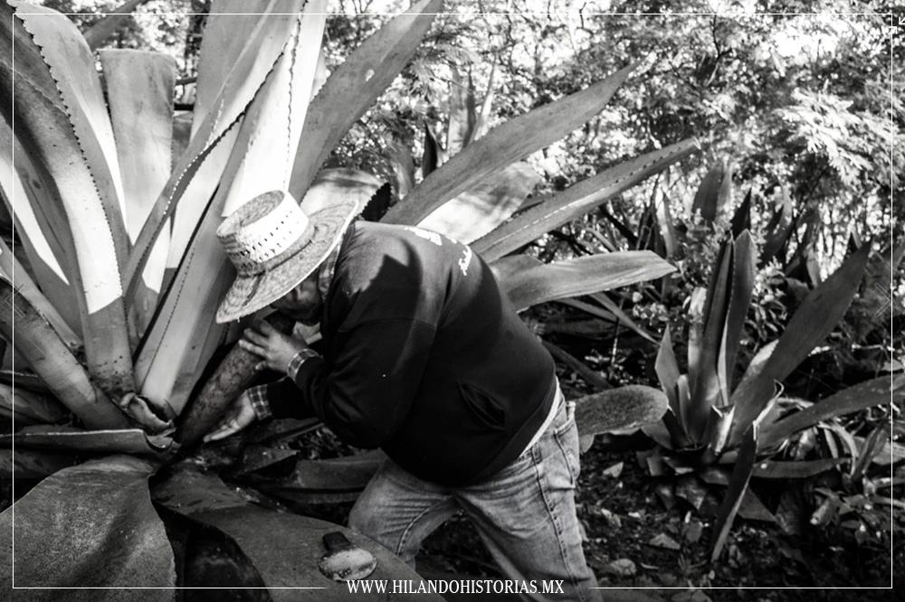 Mezcal, barbacoa en pencas de maguey, gelatina de pulque…