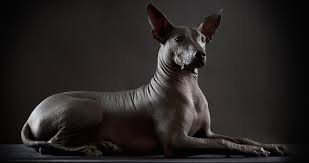 DÍA DEL LIBRO. Xocolatl, el xoloitzcuintle mexicano